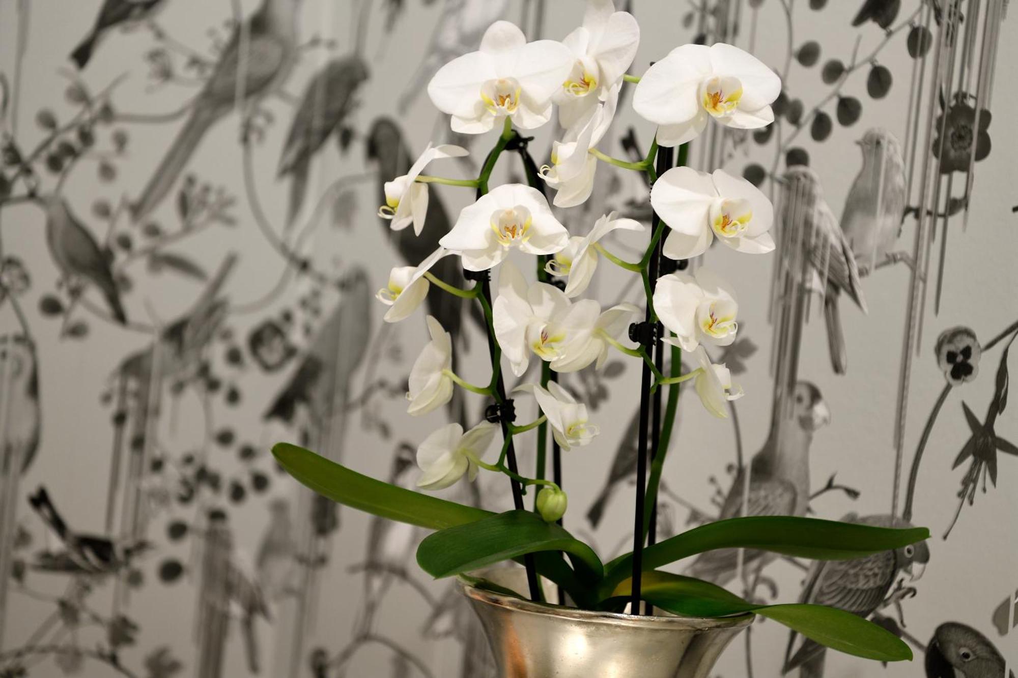 Kastens Hotel Luisenhof Hannover Exteriér fotografie A potted orchid